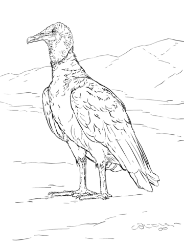 Realistic Black Vulture Coloring Page